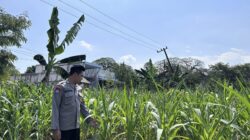 Dalam rangka Dukung Program Astacita, Bhabinkamtibmas Desa Sembung Polsek Parengan Polres Tuban sambang lokasi Tanaman Jagung di Desa Sembung Kec. Parengan Kab. Tuban
