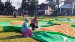 Bhabinkamtibmas Desa Sawe Pantau Penjemuran Jagung Warga, Dorong Penyaluran Hasil Panen ke Bulog
