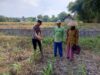 Bhabinkamtibmas Wanglukulon Polsek Senori Polres Tuban Dampingi Petani Jagung Tanam Benih, Wujudkan Ketahanan Pangan Nasional