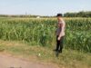 Polsek Montong Polres Tuban Turun Cek Tanaman jagung Warga di Desa Pakel