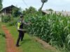 Polri Dukung Astacita, Polsek Semanding Polres Tuban Turun Cek Tanaman jagung milik Warga di Desa Kowang