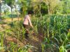 Polri Dukung Astacita, Polsek Merakurak Polres Tuban Turun Cek Tanaman Jagung Warga di Desa Tobo