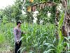 Bhabinkamtibmas Desa Kaligede Polsek Senori Polres Tuban Cek Tanaman Jagung Warga, Dukung Ketahanan Pangan