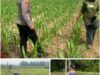 Polsek Soko polres Tuban Polda Jawa Timur Bergerak! Dukung Penuh Swasembada Pangan Presiden Prabowo Melalui Pendampingan Petani