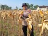 Anggota Polsek Bancar Polres Tuban Melaksanakan Panen Jagung Bersama Warga Desa Ngampelrejo