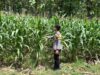 Polsek Senori Polres Tuban Melalui Anggota Bhabinkamtibmas Monitoring Tanaman Jagung Milik Warga Desa Wanglukulon Dukung Program Ketahanan Pangan