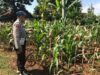Polri Dukung Astacita, Polsek Merakurak Polres Tuban Turun Cek Tanaman Jagung Warga di Desa Temandang