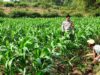 Polri Dukung Astacita, Polsek Grabagan Polres Tuban Turun Cek Tanaman jagung milik Warga di Desa Grabagan