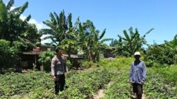 Konsep OtomatisPolsek Hu’u Intensifkan Pendampingan Pertanian, Warga Diajak Optimalkan Lahan Pekarangan