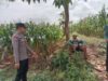 Polsek Montong Polres Tuban Turun Cek Tanaman jagung Warga di Desa Pakel