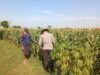Polri Dukung Astacita, Polsek Jenu Polres Tuban jagung milik Warga di Desa Kaliuntu