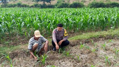 Polri Dukung Astacita, Polsek Grabagan Polres Tuban Turun Cek Tanaman jagung milik Warga di Desa Grabagan