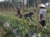 Pendampingan Babinsa Koramil 1606/Lingsar Dorong Hasil Panen Tomat Berkualitas, Perkuat Rantai Pasok Pangan Desa