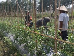 Pendampingan Babinsa Koramil 1606/Lingsar Dorong Hasil Panen Tomat Berkualitas, Perkuat Rantai Pasok Pangan Desa