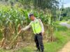MONITORING DAN PENDAMPINGAN LAHAN PERTANIAN DI KECAMATAN BANGILAN