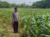 Polri Dukung Astacita, Polsek Merakurak Polres Tuban Turun Cek Tanaman Jagung Warga di Desa Tahulu