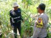 Bhabinkamtibmas Polsek Tuban Monitoring Lahan Jagung, Wujud Nyata Dukung Ketahanan Pangan Nasional