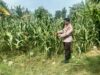 Polri Dukung Astacita, Polsek Jenu Polres Tuban jagung milik Warga di Desa Socorejo