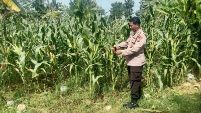 Polri Dukung Astacita, Polsek Jenu Polres Tuban jagung milik Warga di Desa Socorejo