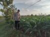 Polsek Montong Polres Tuban Turun Cek Tanaman jagung Warga di Desa Jetak