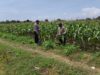 Dalam rangka Polri Dukung Program Astacita, Petugas Polmas Polsek Parengan Polres Tuban sambang lokasi tanaman jagung di Desa Parangbatu Kec. Parengan