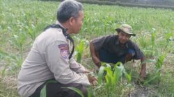 Bhabinkamtibmas Sandik Kawal Ketahanan Pangan Lewat Sektor Jagung