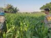 Bhabinkamtibmas Lombok Barat Turun ke Sawah, Dorong Ketahanan Pangan Desa
