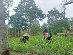Bhabinkamtibmas Desa Selong Belanak Motivasi Petani Jagung Dukung Swasembada Pangan Nasional