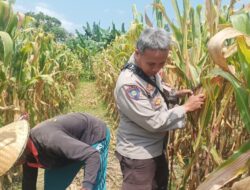 Dukung Swasembada Pangan, Polsek Batulayar Edukasi Warga Sandik