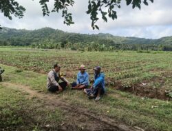 Bhabinkamtibmas Selong Belanak Dorong Petani Jagung Tingkatkan Produktivitas Dukung Swasembada Pangan