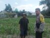 Cara Bhabinkamtibmas Desa Sandik Sukseskan Ketahanan Pangan