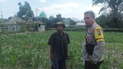 Bhabinkamtibmas Desa Sandik Kawal Ketahanan Pangan Petani Jagung