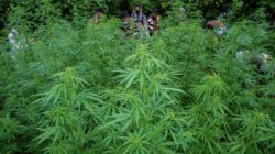 Polres Loteng Ungkap Peredaran Narkotika Golongan 1 Tanaman Jenis Ganja