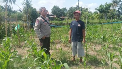 Dukung Swasembada Pangan, Polsek Batulayar Dampingi Petani Lokal Manfaatkan Lahan Kosong