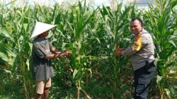 Bhabinkamtibmas Masuk Sawah di Josen Jogot, Kawal Ketahanan Pangan Sejak Fase Vegetatif Lanjut