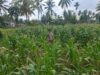 Bhabinkamtibmas Desa Danger Monitoring Ketahanan Pangan dan Ajak Warga Jaga Kamtibmas