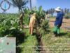 Bhabinkamtibmas Desa Masbagik Utara Laksanakan Silaturahmi dan Kontrol Tanaman Petani untuk Mendukung Ketahanan Pangan