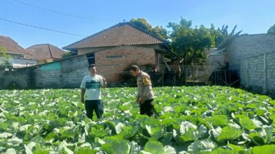  Bhabinkamtibmas Desa Masbagik Utara Sambangi Petani Guna Dukung Ketahanan Pangan