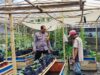 Bhabinkamtibmas Polsek Labuapi Dampingi Petani Sayur di Bajur