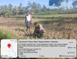 Bhabinkamtibmas Desa Kalianyar Jalin Silaturahmi dengan Ketua Kelompok Tani Suka Karya II dan Cek Perkembangan Tanaman Jagung Warga
