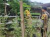 Dukung Ketahanan Pangan, Aksi Nyata Polsek Labuapi Sambangi Petani Bikin Haru dan Bangga