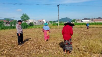 Bhabinkamtibmas Polsek Labuapi Turun ke Sawah Kawal Ketahanan Pangan
