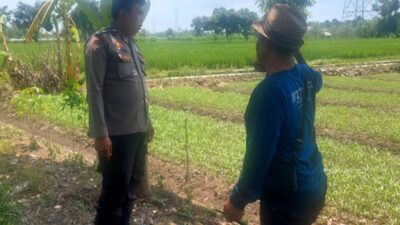 Kawal Ketahanan Pangan, Polsek Labuapi Edukasi Petani Telagawaru