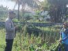 Polsek Labuapi Dampingi Petani Jagung Karang Bongkot