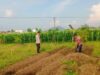 Dukung Ketahanan Pangan, Polsek Labuapi Turun Langsung Dampingi Petani di Lombok Barat