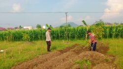 Sinergi Polri dan Petani, Polsek Labuapi Optimalkan Sektor Pertanian Demi Ketahanan Pangan
