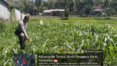 Bhabinkamtibmas Desa Leming Cek Lahan Jagung Milik Warga di Dusun Karmela Selatan