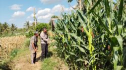 Bhabinkamtibmas Desa Pringgabaya Cek Tanaman Jagung Petani dan Sampaikan Imbauan Kamtibmas Dukung Program Ketahanan Pangan