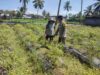 Bhabinkamtibmas Desa Paokmotong Monitoring Program Ketahanan Pangan Melalui Pengecekan Lahan Pekarangan Pangan Bergizi