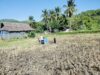 Bhabinkamtibmas Kuripan Dampingi Petani Jagung Lombok Barat Perkuat Ketahanan Pangan